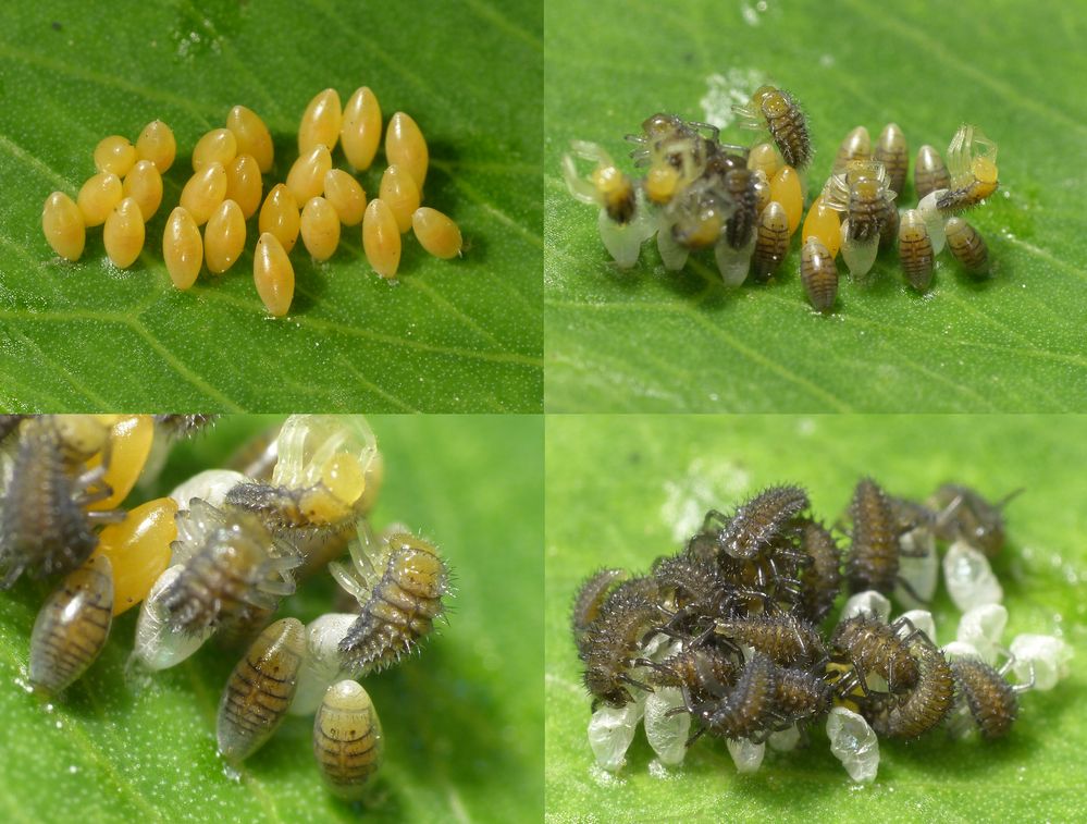 Vom Ei zur MarienkäferLarve Foto & Bild tiere, wildlife, insekten Bilder auf Vom Ei zur MarienkäferLarve Foto & Bild tiere, wildlife, insekten Bilder auf