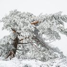 Vom Eissturm gebeugt