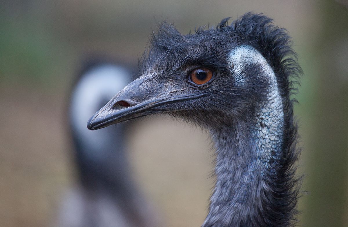 vom emu...