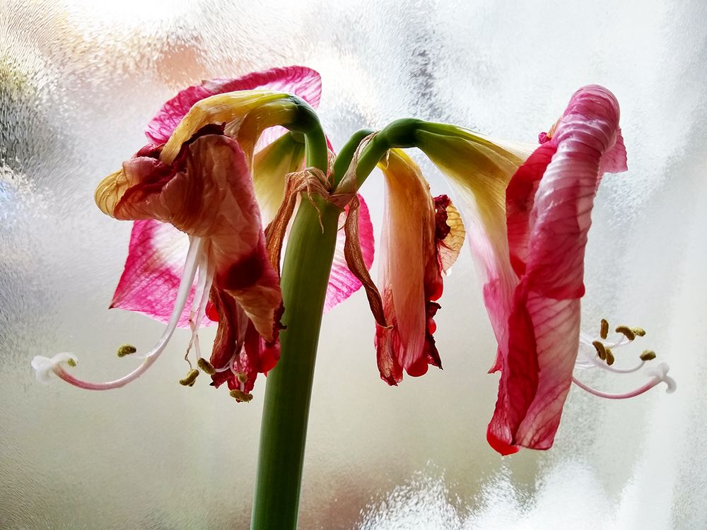 Vom Ende einer Blüte Foto & Bild spezial, natur, pflanzen Bilder auf