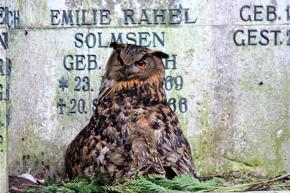 Vom Ende und dem Anfang des Lebens !