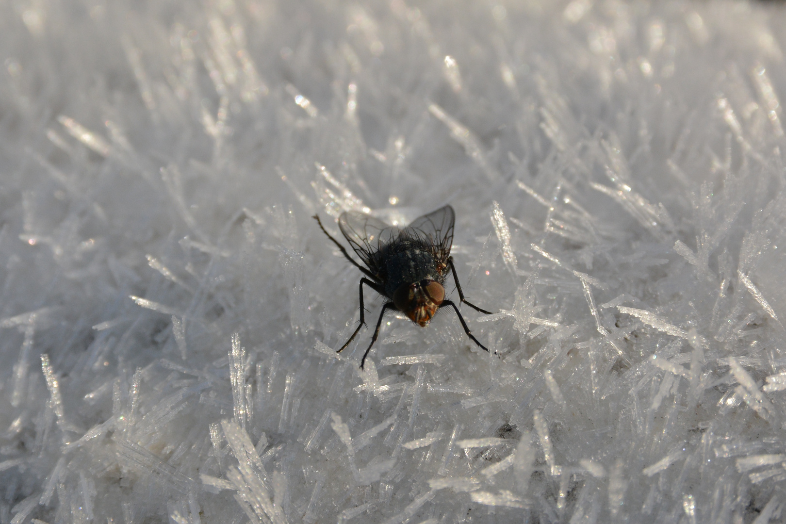 vom ersten Frost überrascht