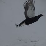 Vom ersten Schnee überrascht