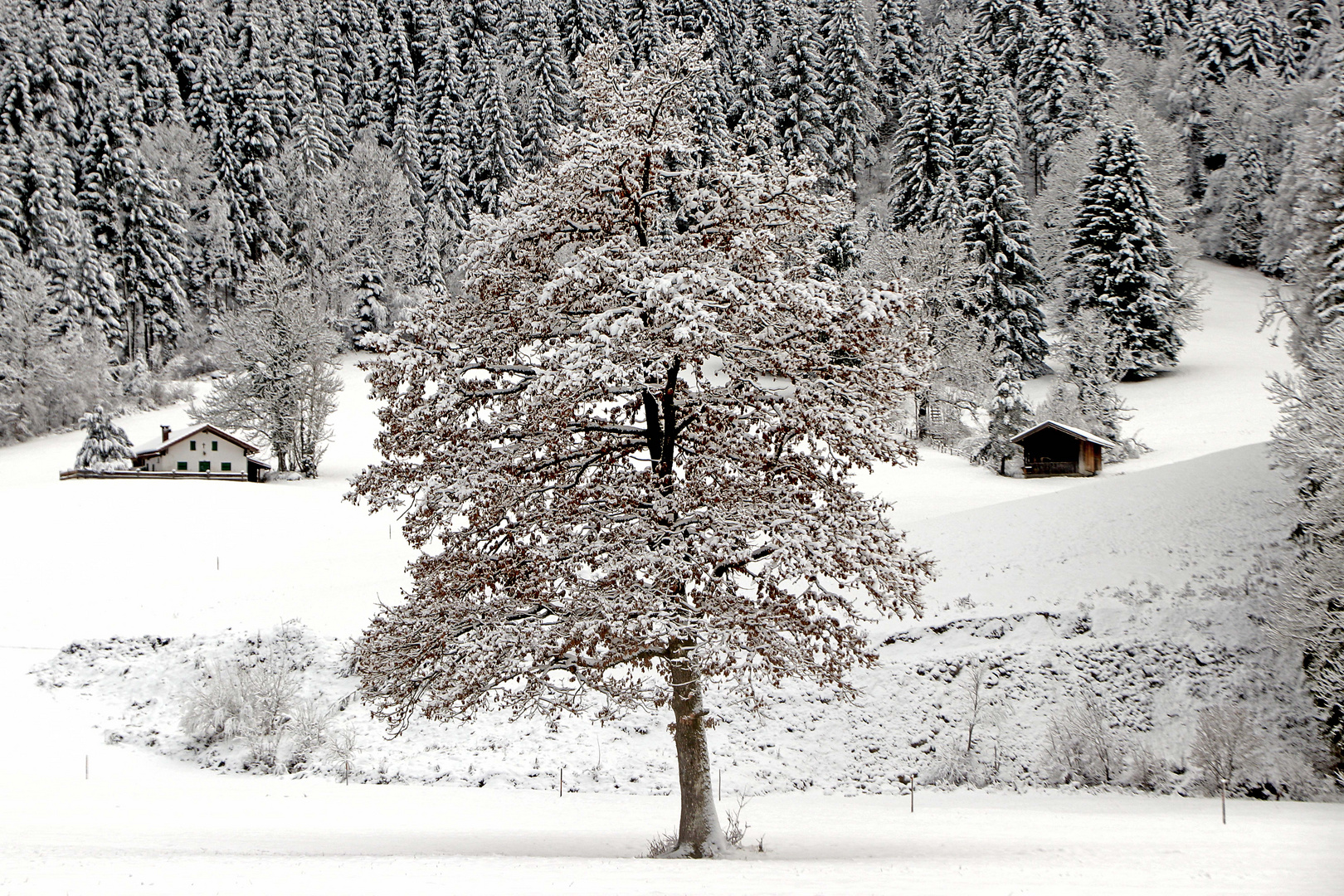 Vom ersten starken Schneefall überrascht