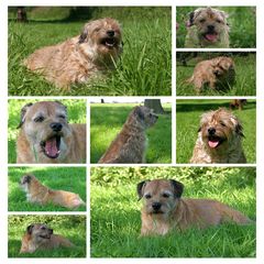 Vom Fellmonster zum Border Terrier ;-)