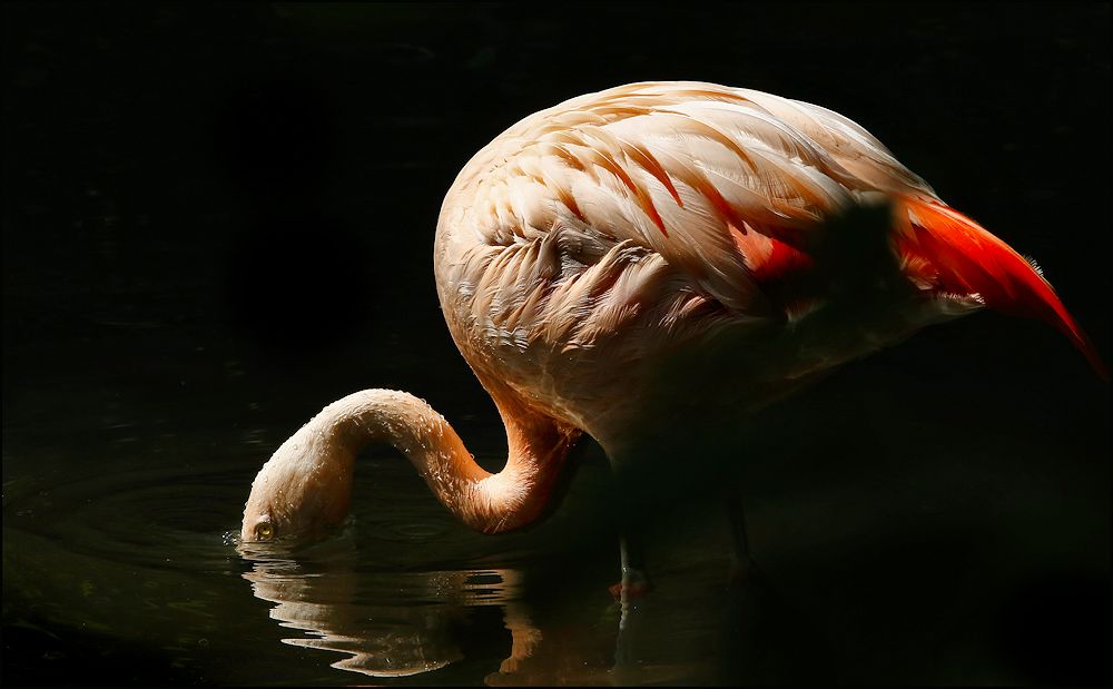 vom flamingo...