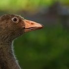 Vom Flauschküken zum Teenager!