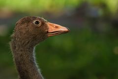 Vom Flauschküken zum Teenager!