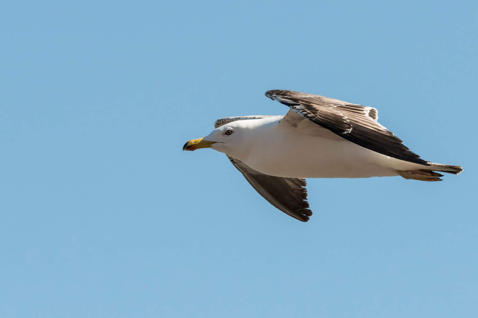 vom fliegen 4