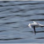 Vom Fliegen über das Meer