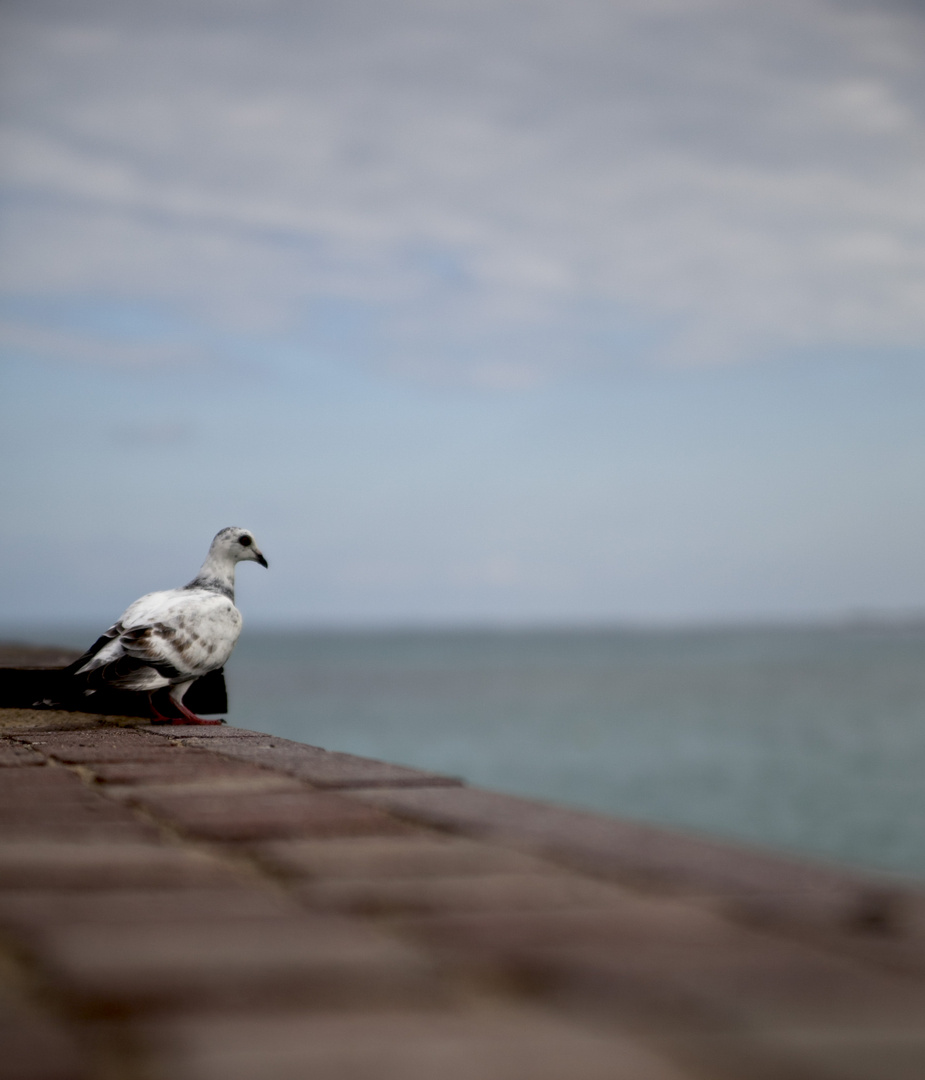 vom fliegen und schwimmen