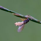 Vom Fliegentöter befallene Schwebfliege