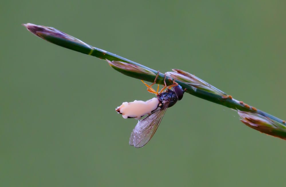 Vom Fliegentöter befallene Schwebfliege