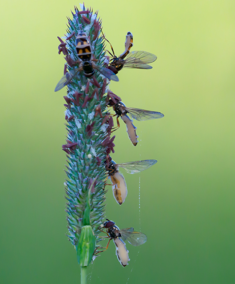 Vom Fliegentöter (Entomophthora muscae) befallene Schwebfliegen