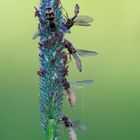 Vom Fliegentöter (Entomophthora muscae) befallene Schwebfliegen