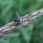 Vom Fliegentöter-Pilz befallene tote Fliege