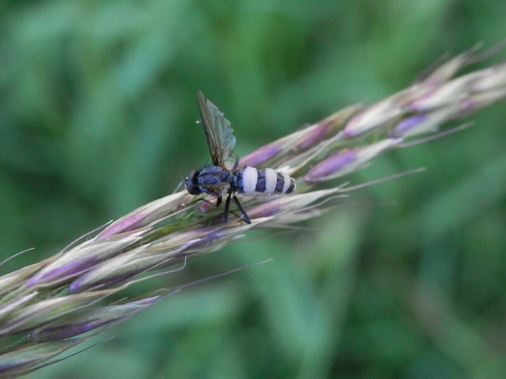 Vom Fliegentöter-Pilz befallene tote Fliege