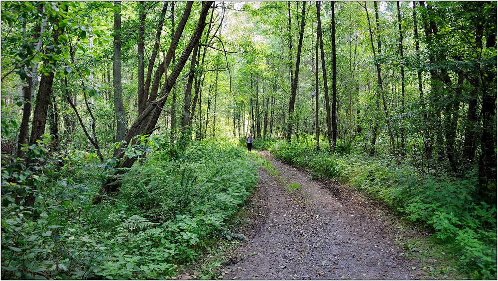 ... vom Föhrenwald in den Laubwald ...