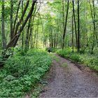 ... vom Föhrenwald in den Laubwald ...