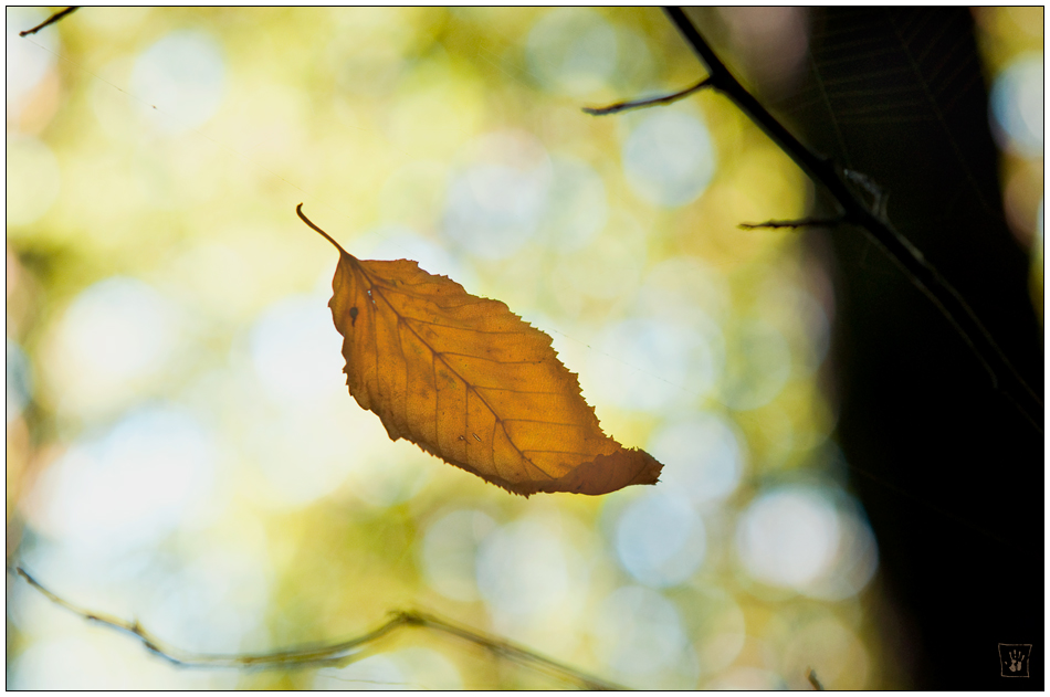 vom freien fall