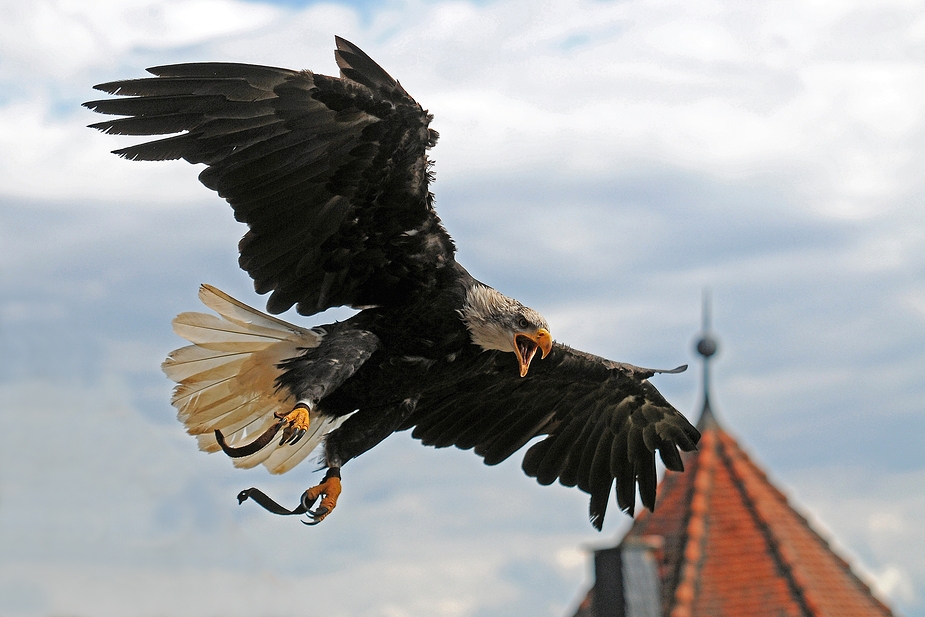 Vom Freiflug zurück