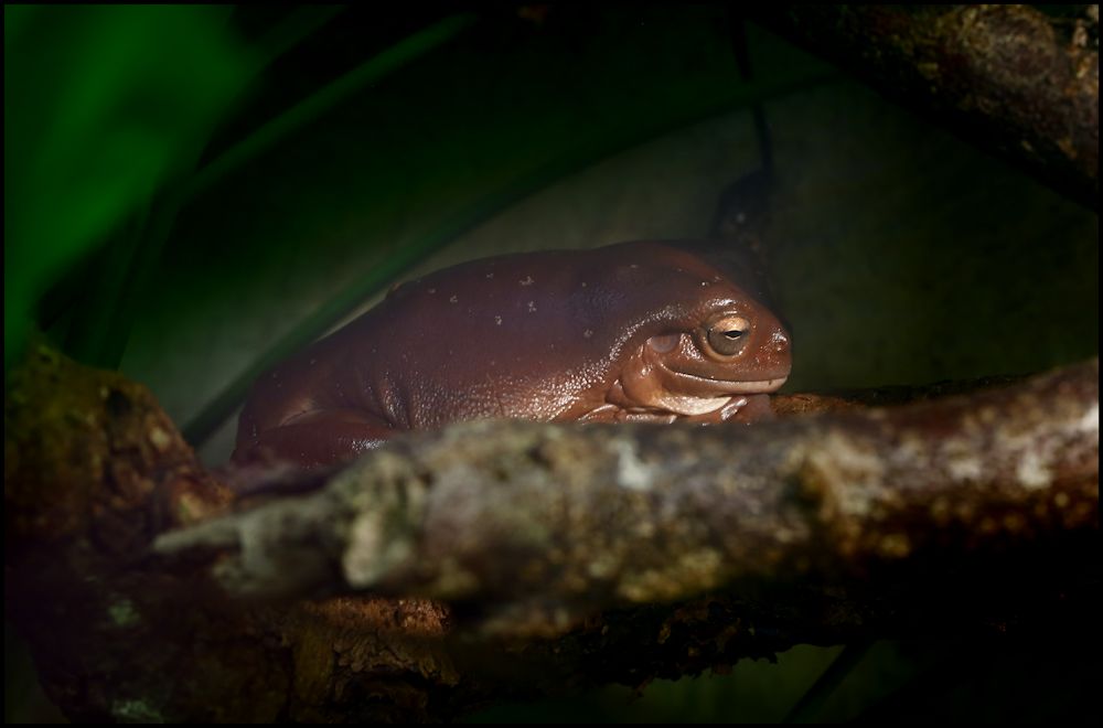 vom froschkönig...