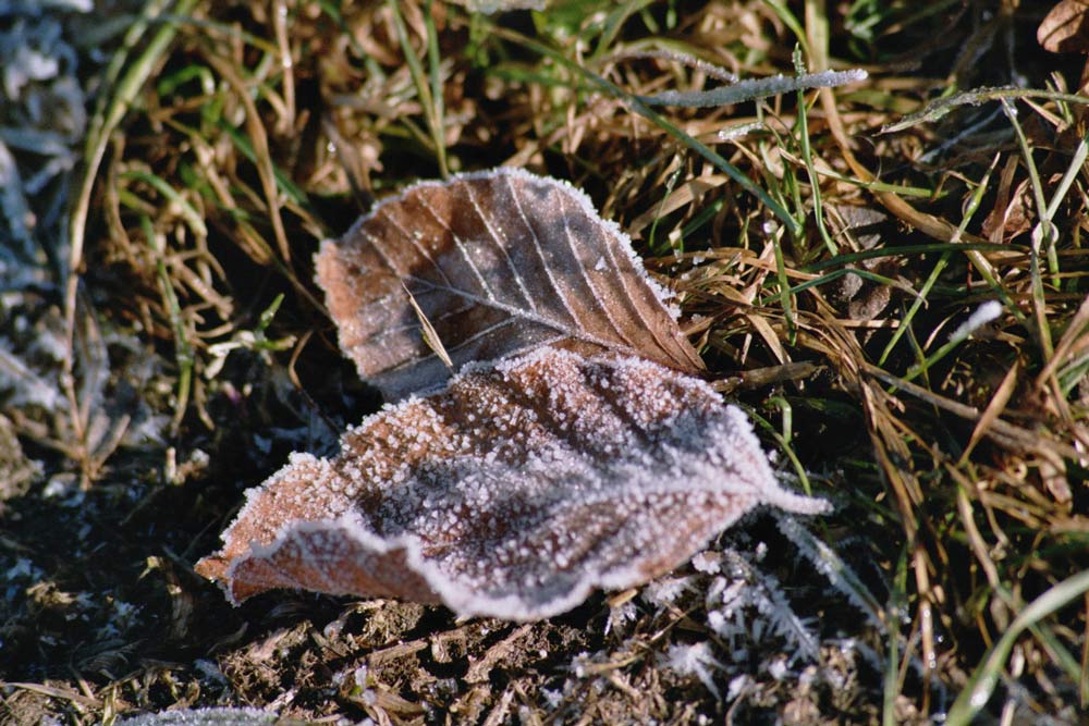 vom Frost gezeichnet