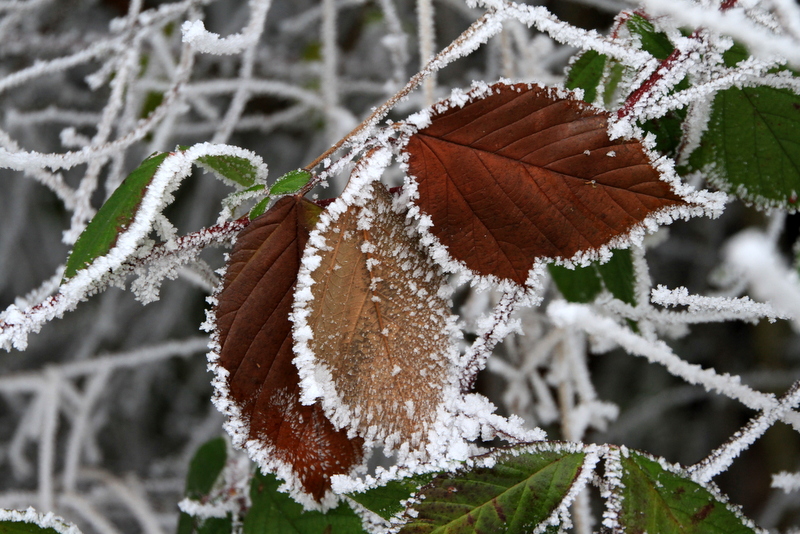 Vom Frost gezeichnet