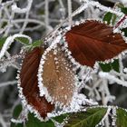 Vom Frost gezeichnet