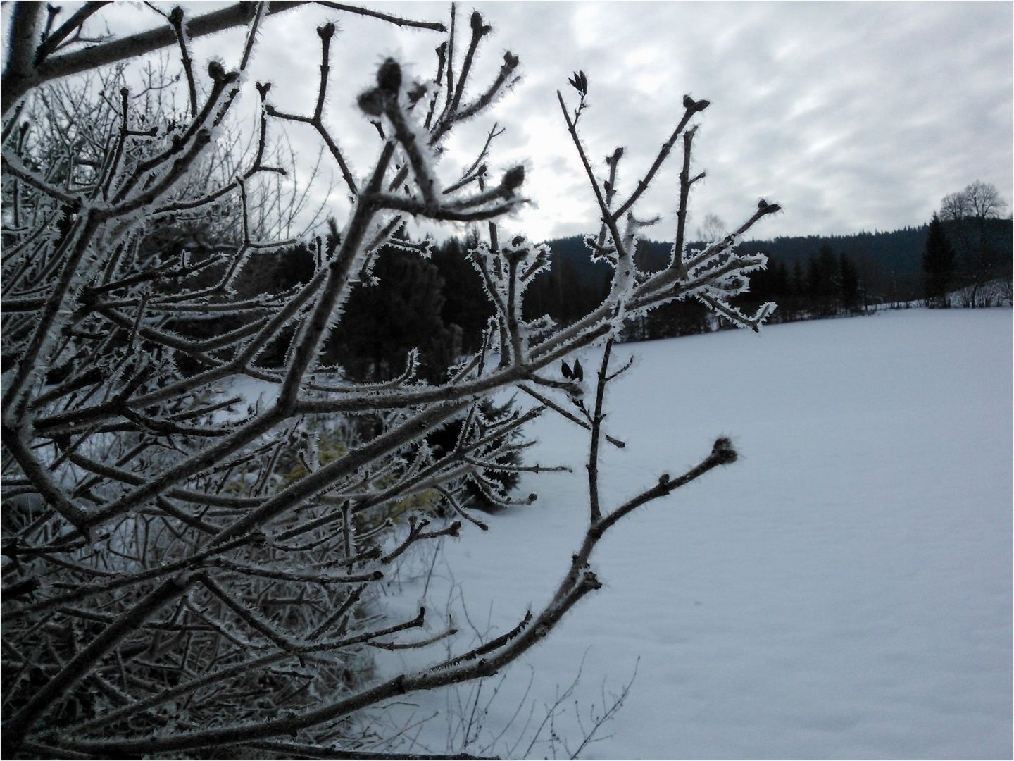 vom Frost gezeichnet