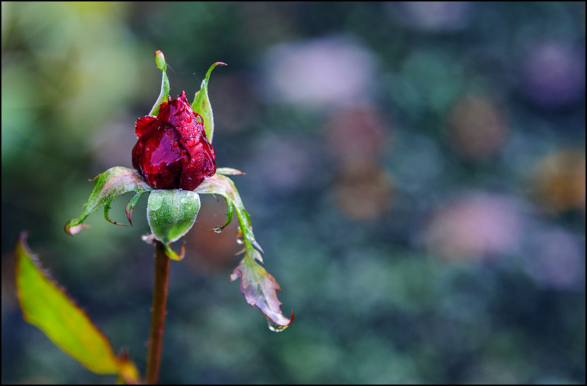 Vom Frost glasiert ...