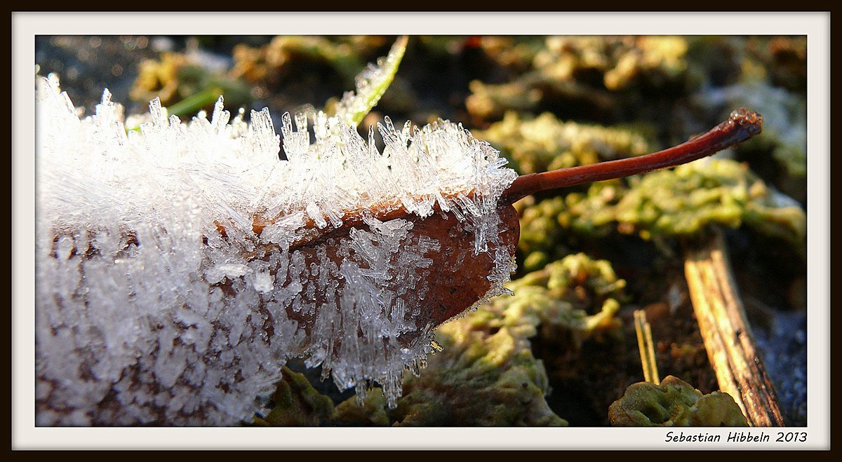 Vom Frost überrannt