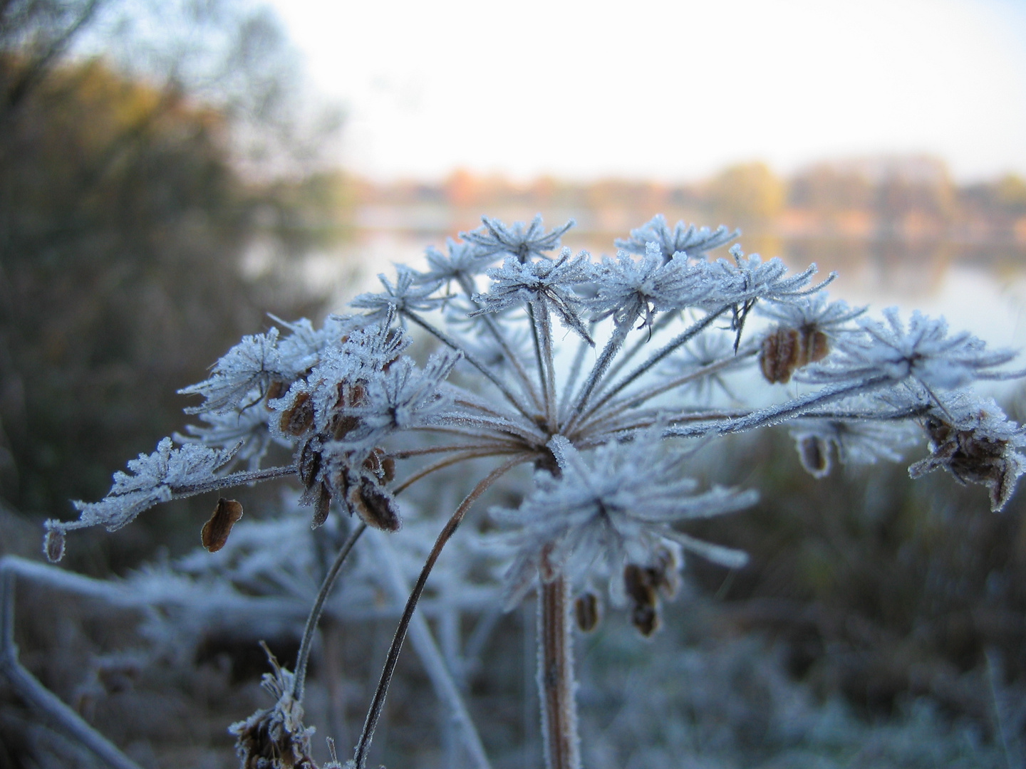 Vom Frost überrascht