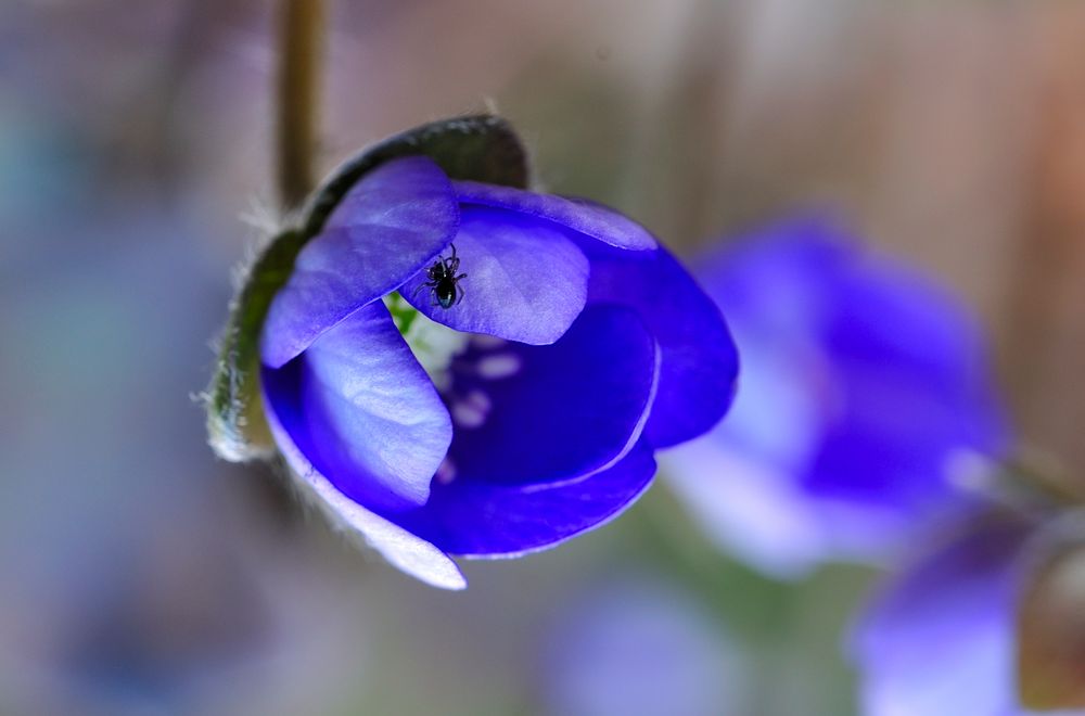 Vom Frühling genascht