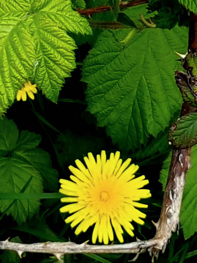 Vom Frühling gerahmt ~ im Schatten geborgen ~ dornig im Abgang