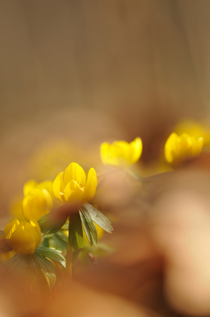 Vom Frühling geträumt