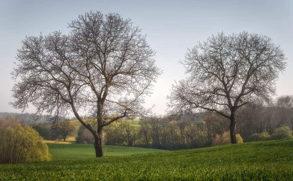 vom Frühling träumen