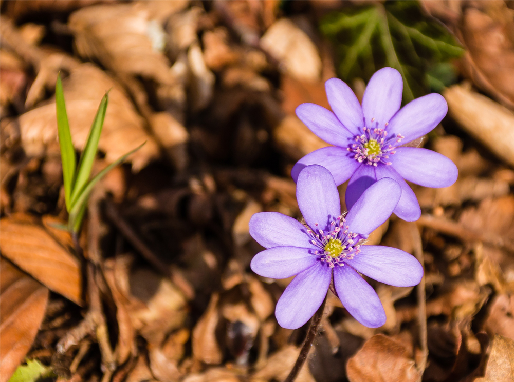 Vom Frühling träumen