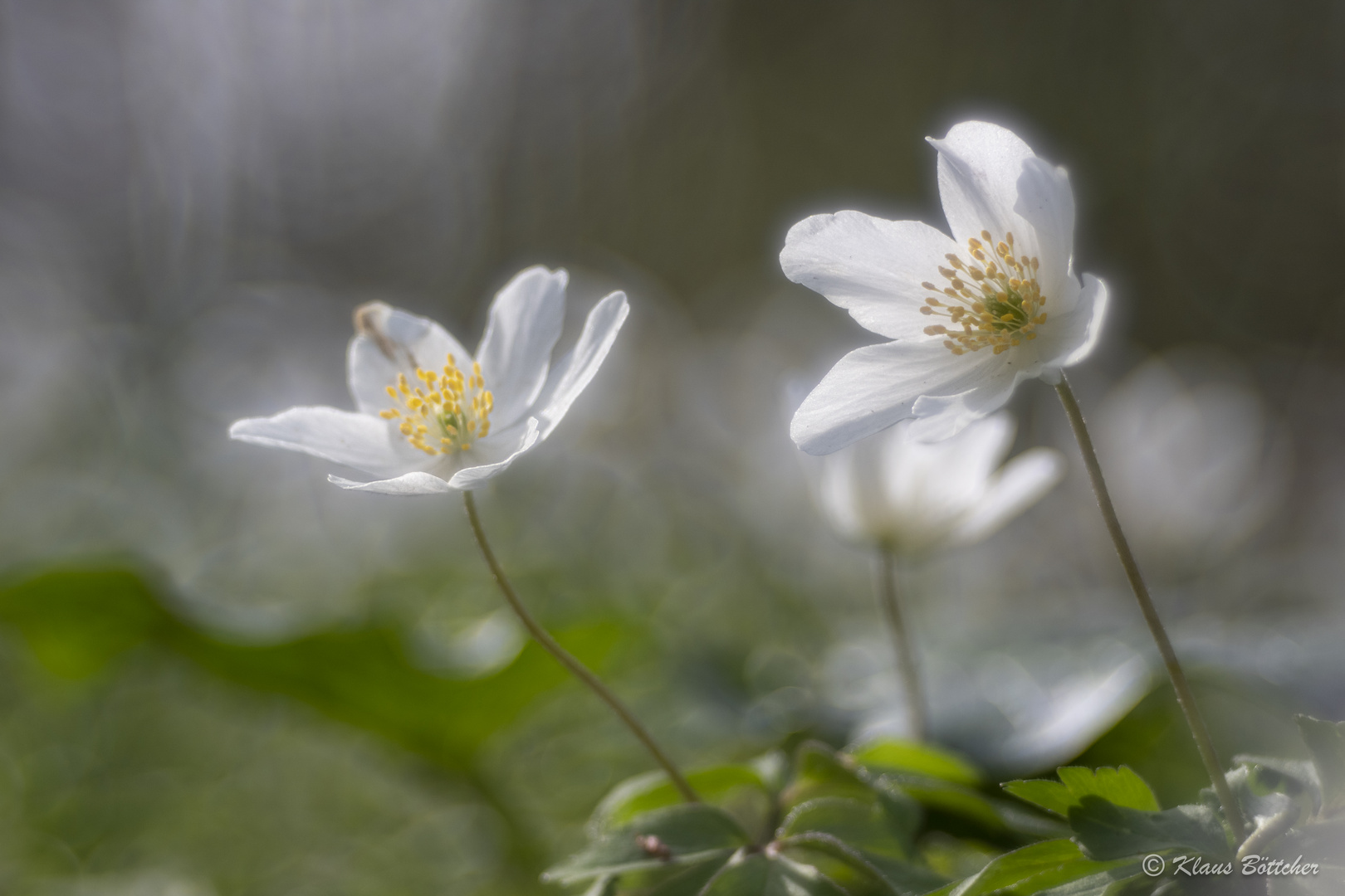 Vom Frühling träumen I