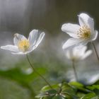 Vom Frühling träumen I