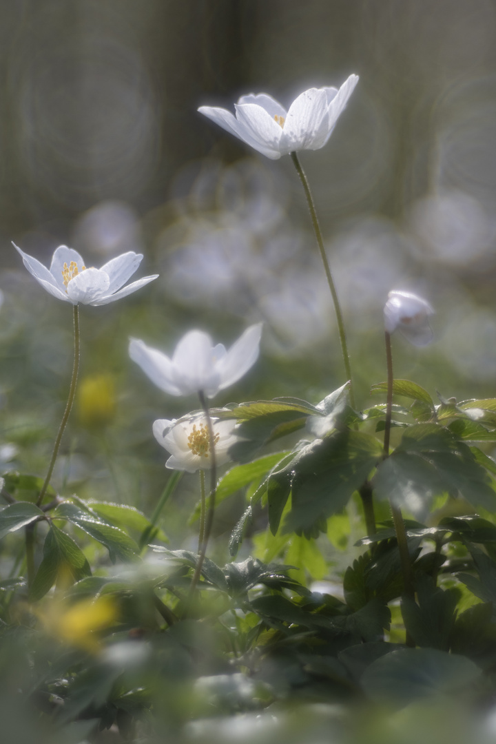 Vom Frühling träumen II