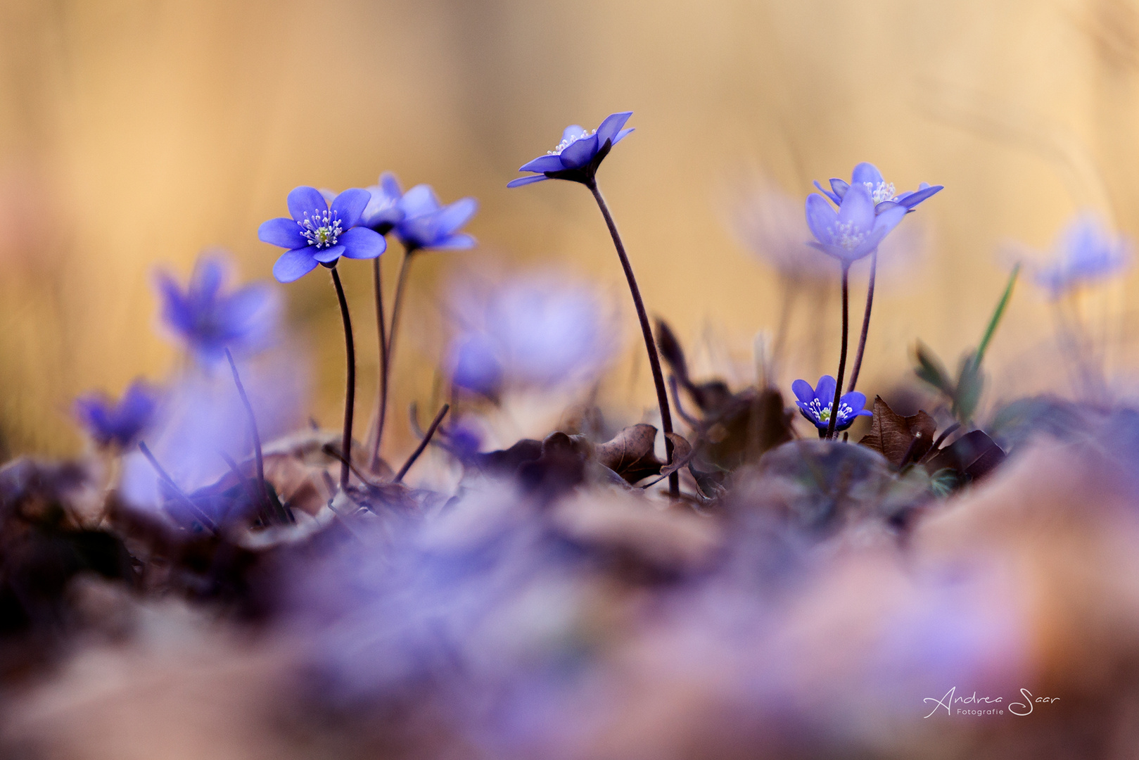 vom Frühling verzaubert