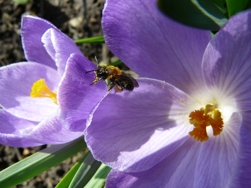 Vom Frühling wach geküßt