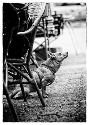 vom geruch des herrchens.