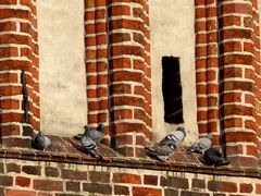 Vom Giebel der Mönchskirche aus haben sie einen guten Überblick