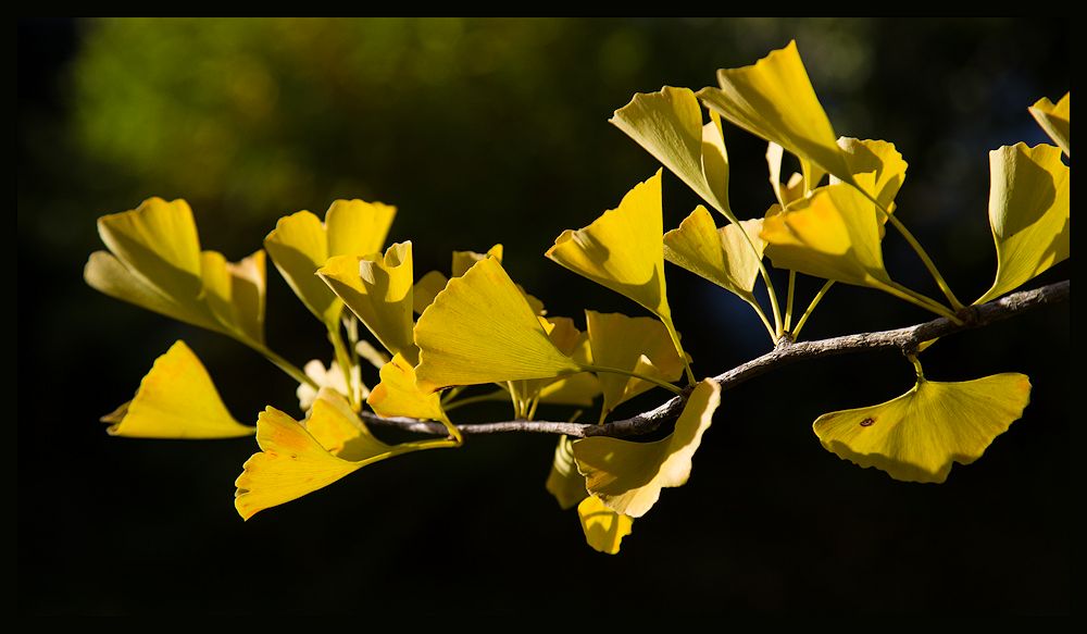 vom ginkgobaum...