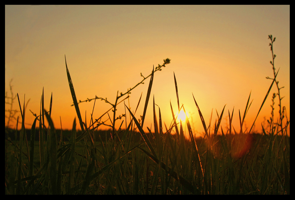 Vom Gras zum Untergang