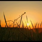 Vom Gras zum Untergang