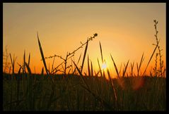 Vom Gras zum Untergang