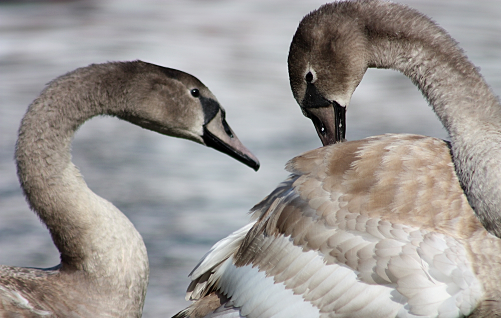 Vom hässlichen Entlein zum schönen Schwan